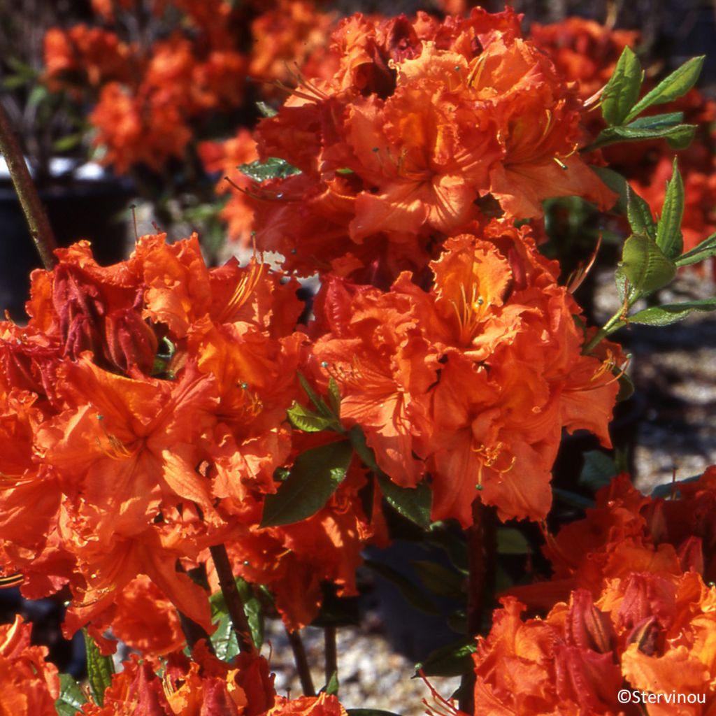 Azalea mollis de Chine Gibraltar