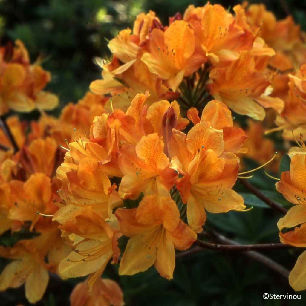 Azalea mollis Hortulanus H Witte