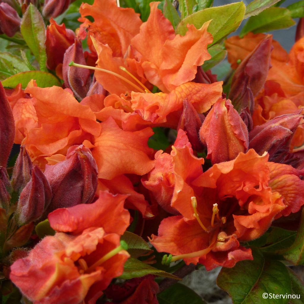 Azalea mollis Orangeade