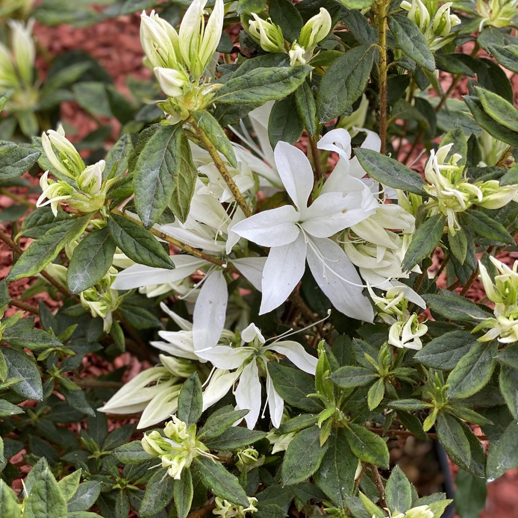 Azalea Koromo shikibu White