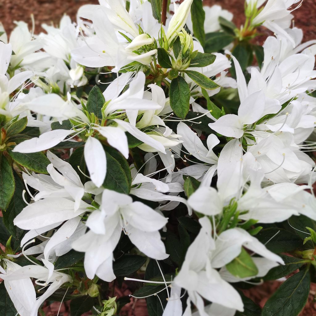 Azalea Koromo shikibu White