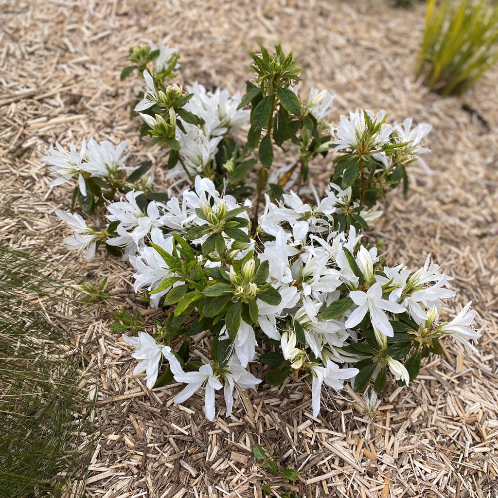 Azalea Koromo shikibu White