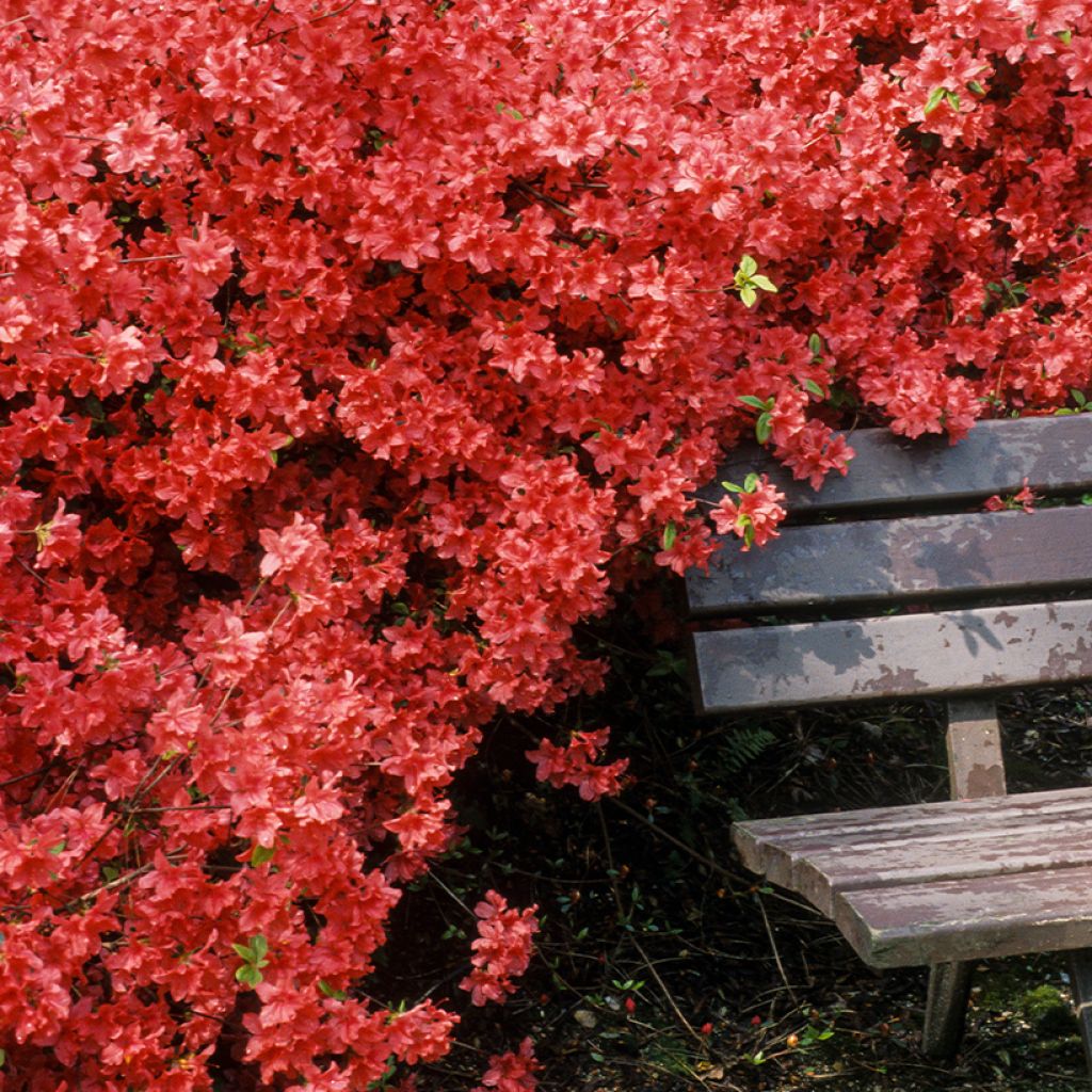 Azalea japonica Vuyk's Scarlet