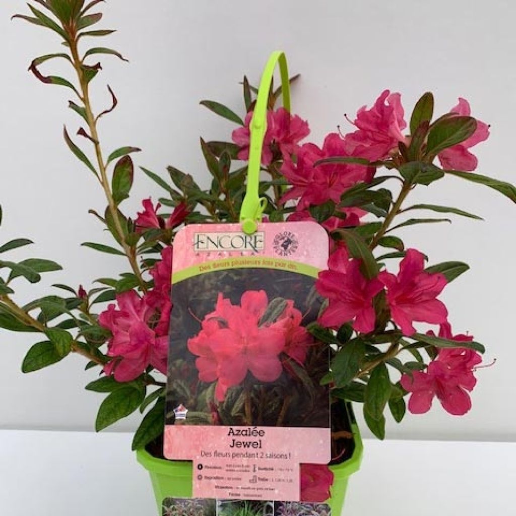 Azalée hybride ENCORE® Jewel