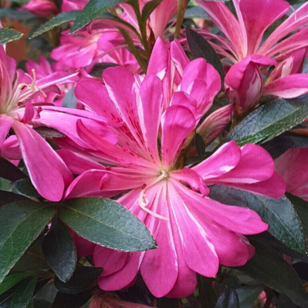 Azalea japonica Pink Star