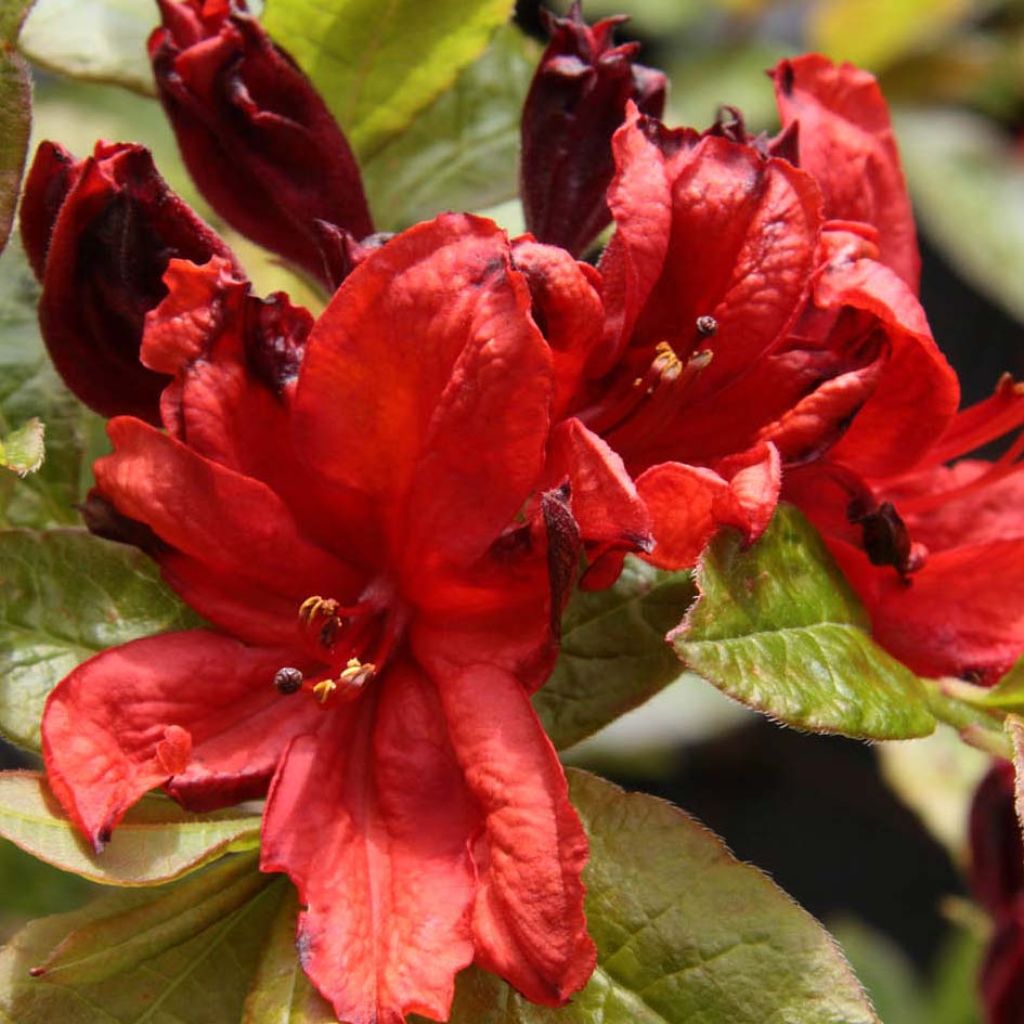 Azalea luteum Nabucco - Azalea gialla