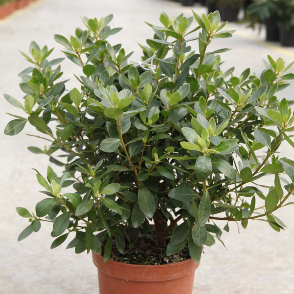 Azalea Blaauw's pink