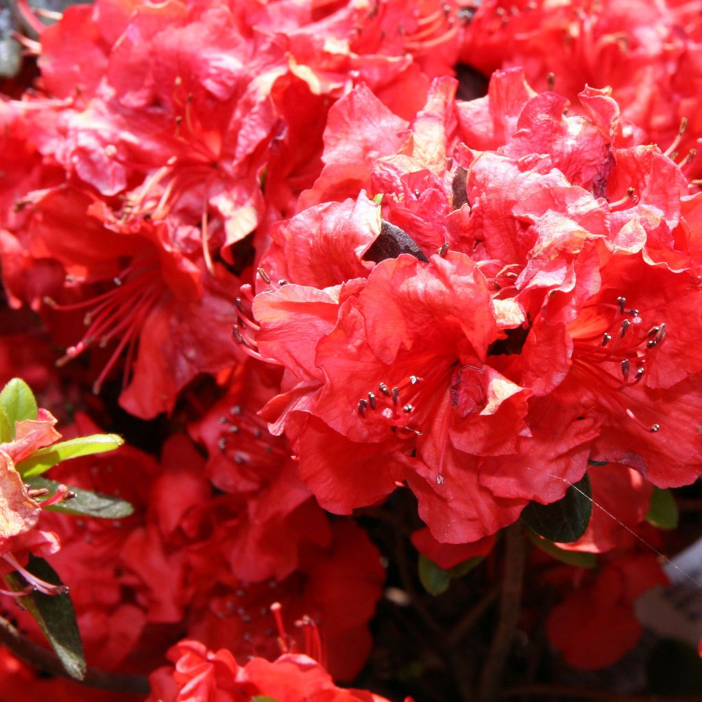 Azalea japonica Girard's Hot Shot