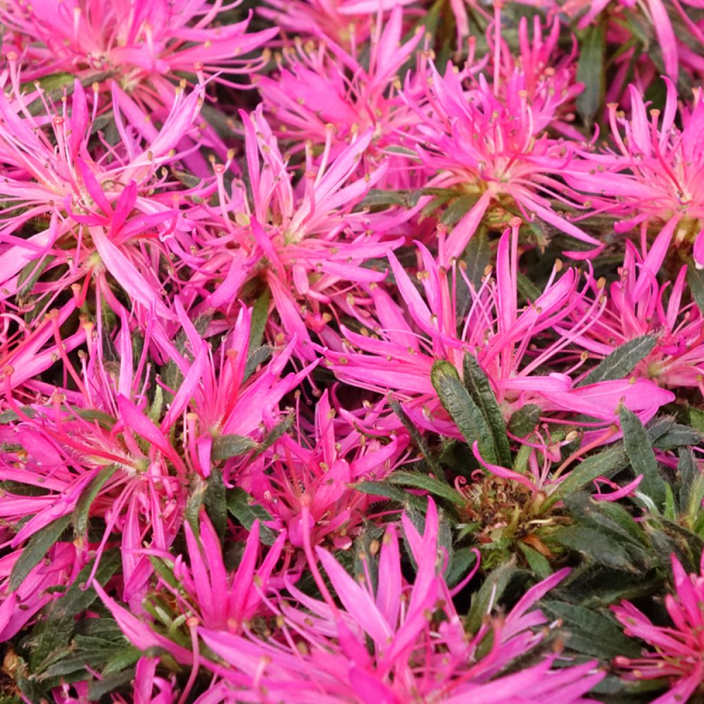 Azalea japonica Star Style Pink