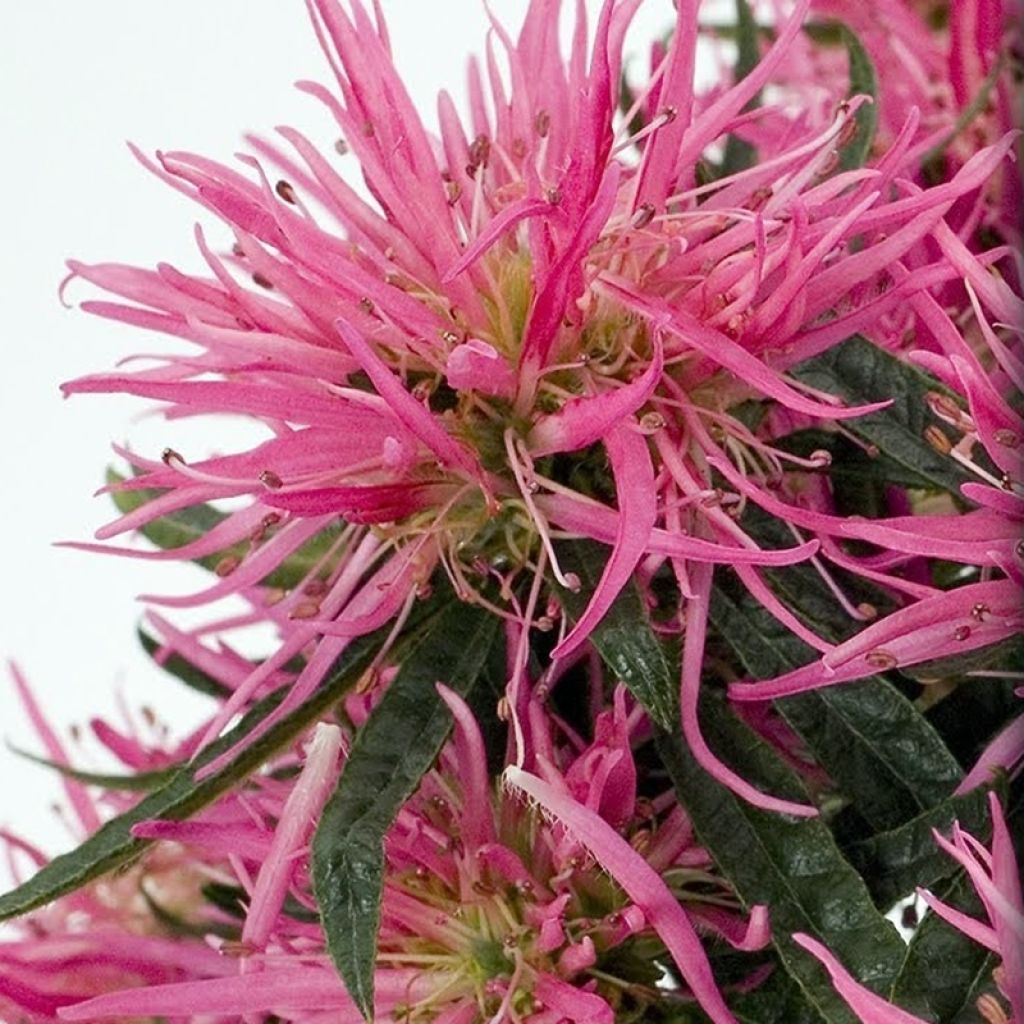 Azalea japonica Star Style Pink