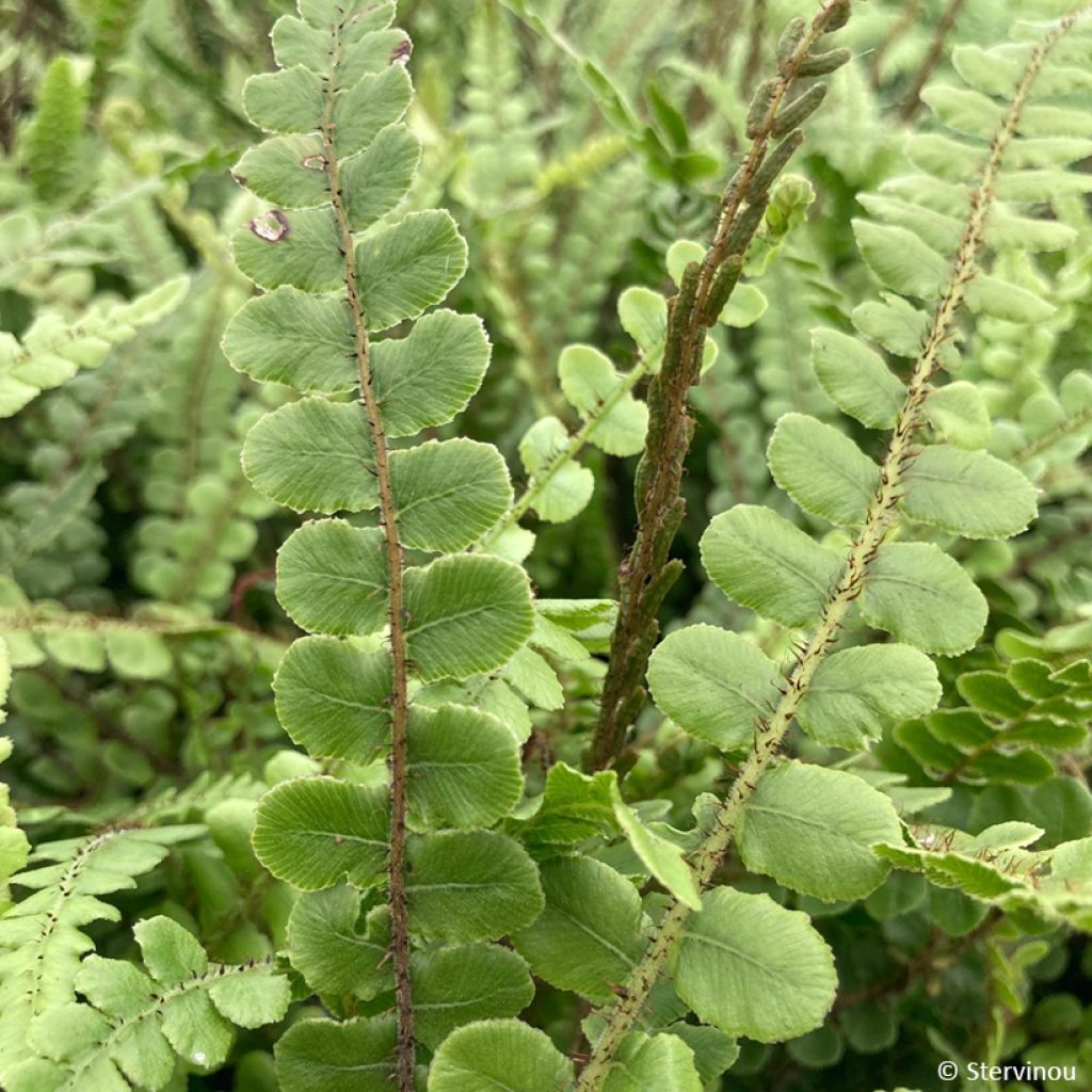 Blechnum fluviatile - Felce