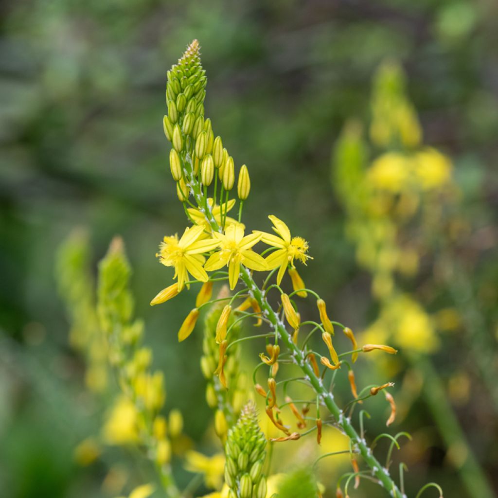 Bulbine frutescens Medicus - Fiore di serpente