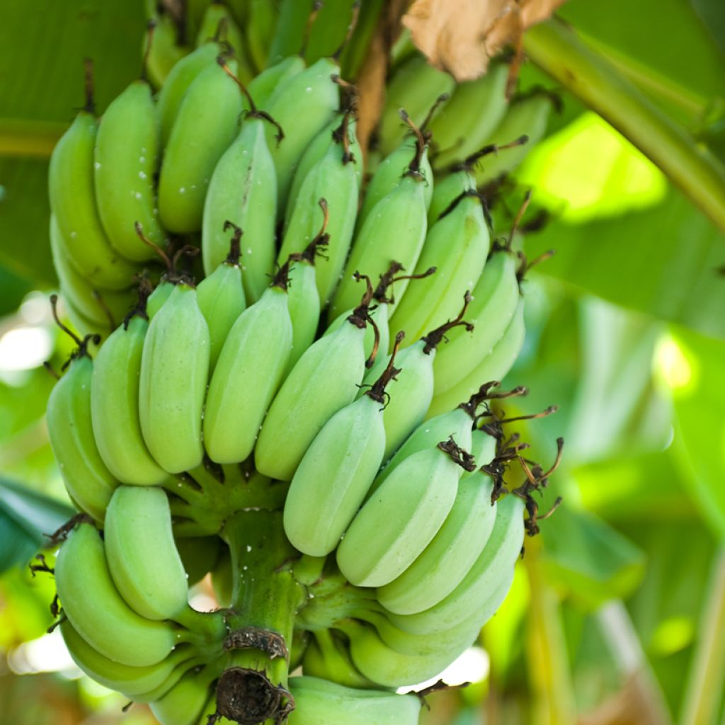 Bananier - Musa Himalayensis Speciosa