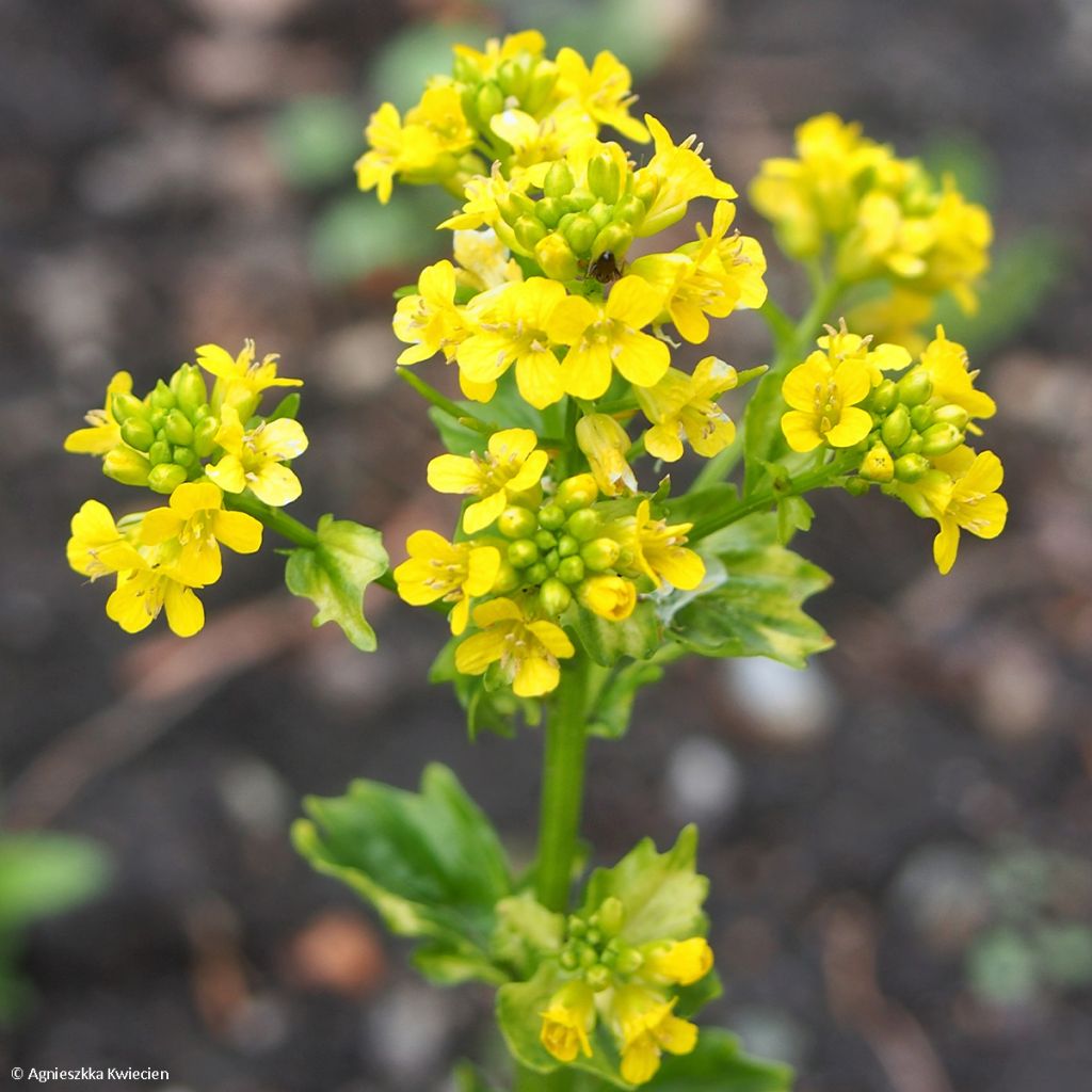 Barbarea vulgaris Variegata