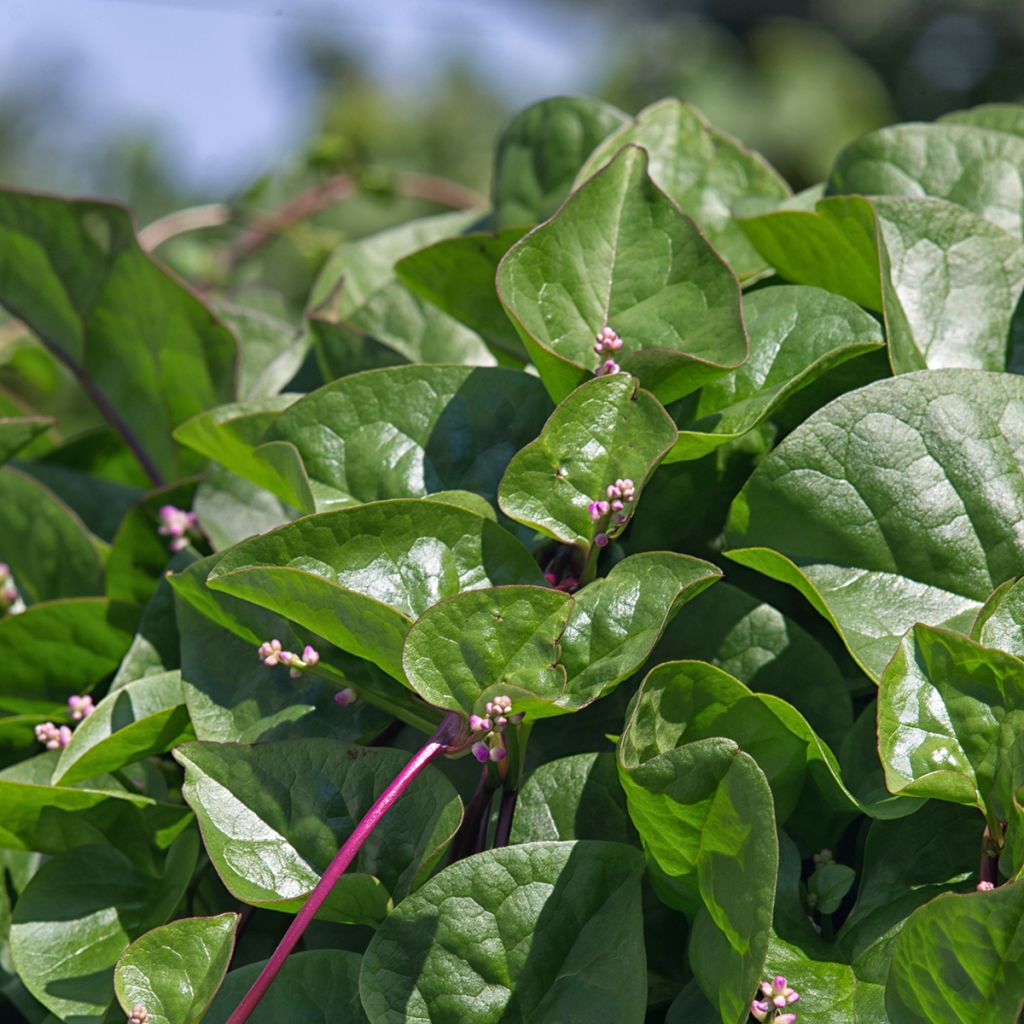 Spinacio di Malabar Select Red