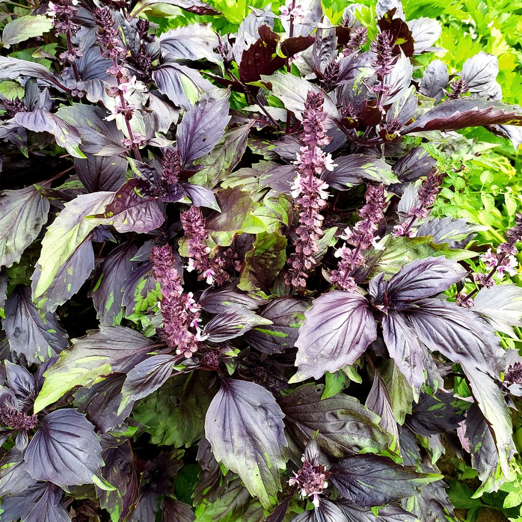 Basilico Cinamonette