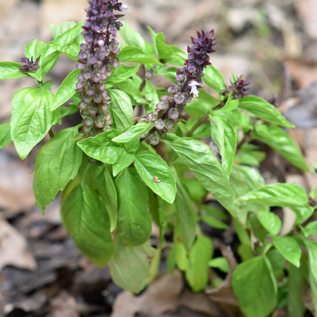 Basilico Cinamonette