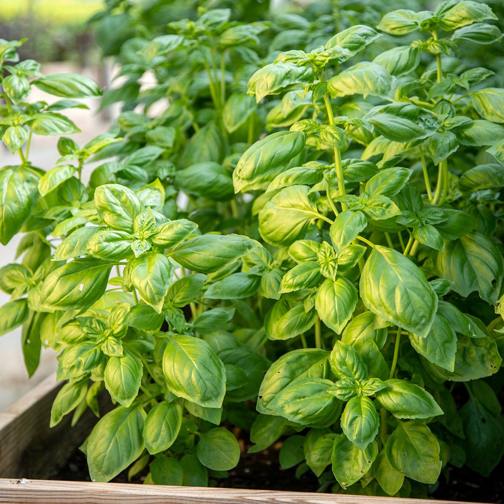 Basilico Genovese