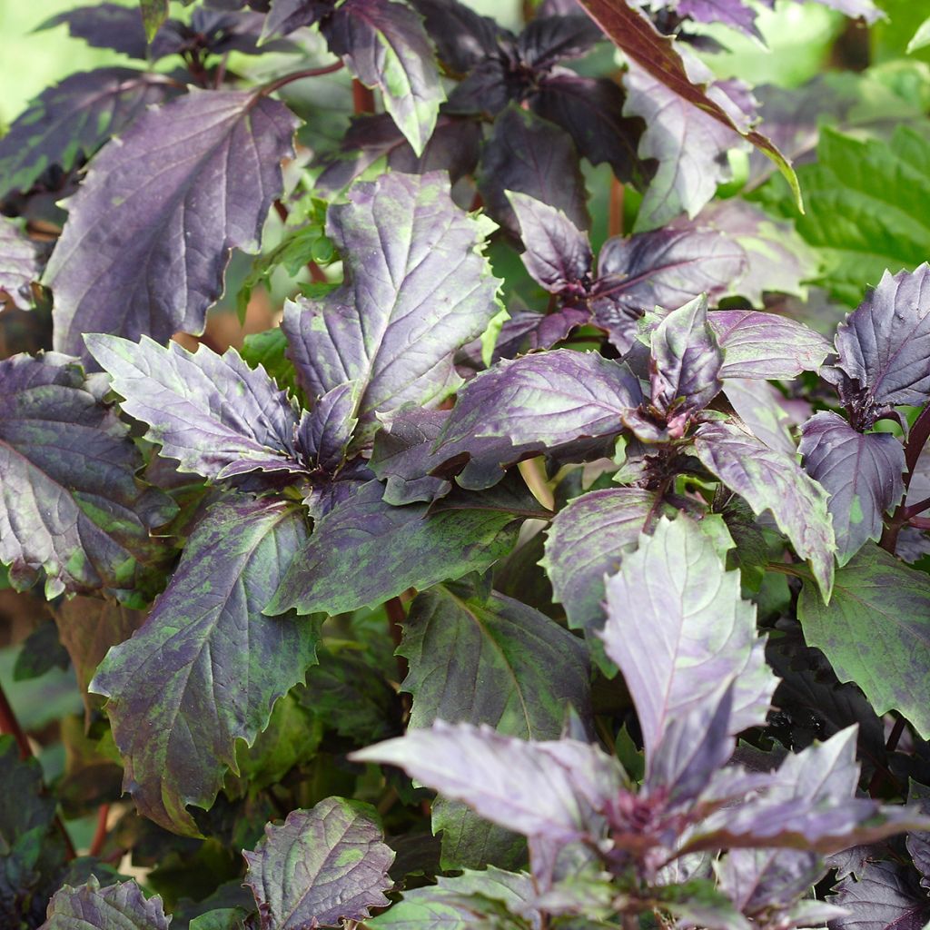 Basilico Spice Boys Ararat