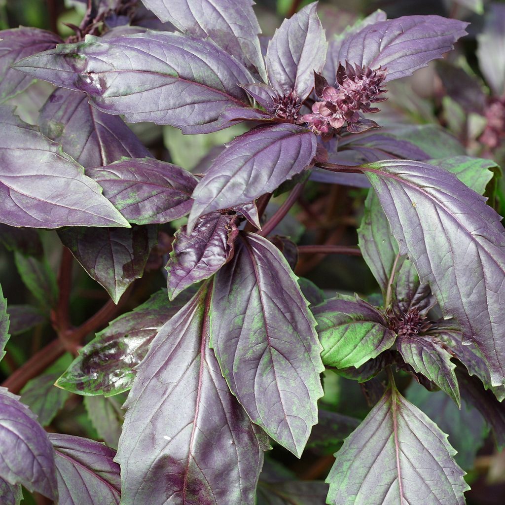 Basilico Spice Boys Ararat