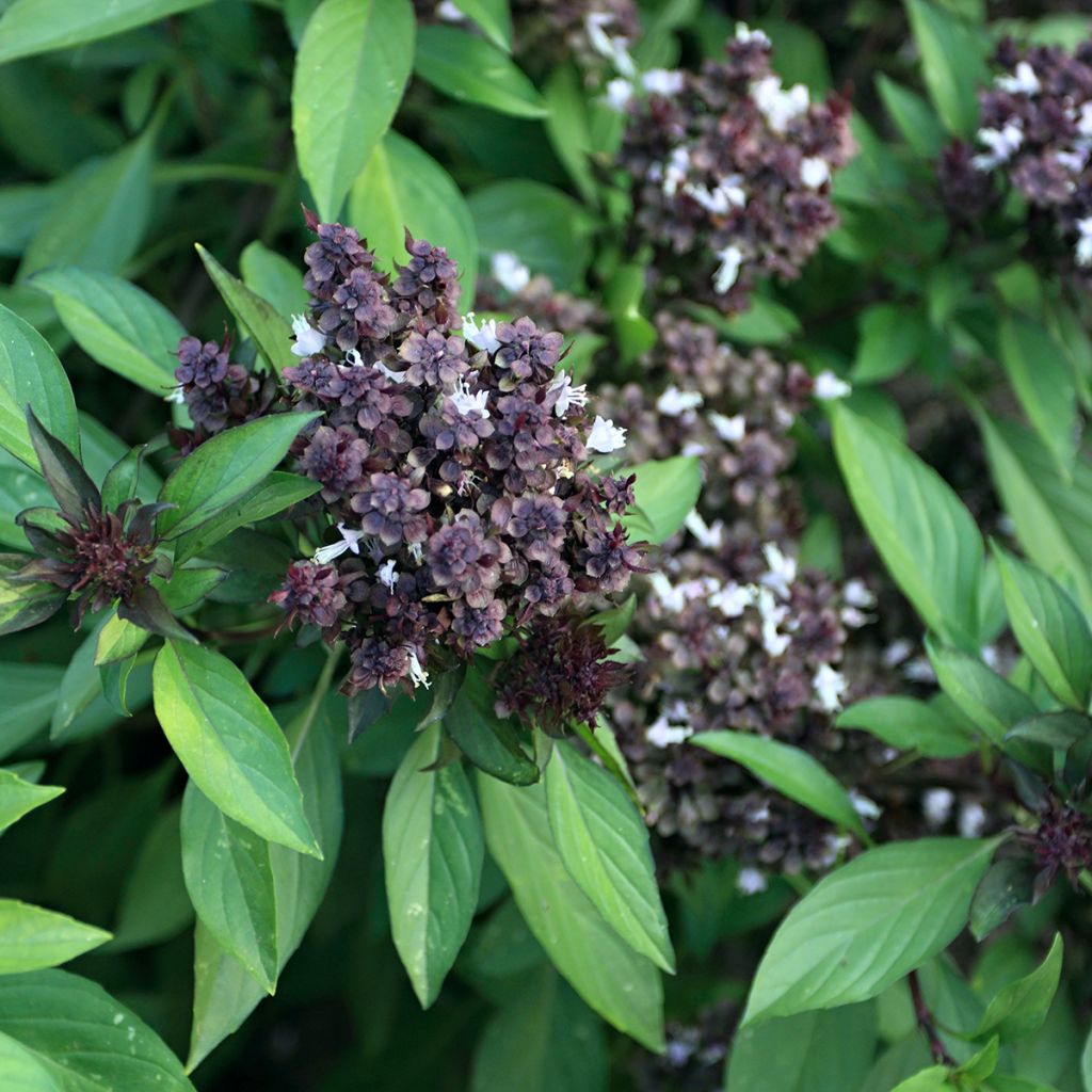 Basilico Regina Siamese