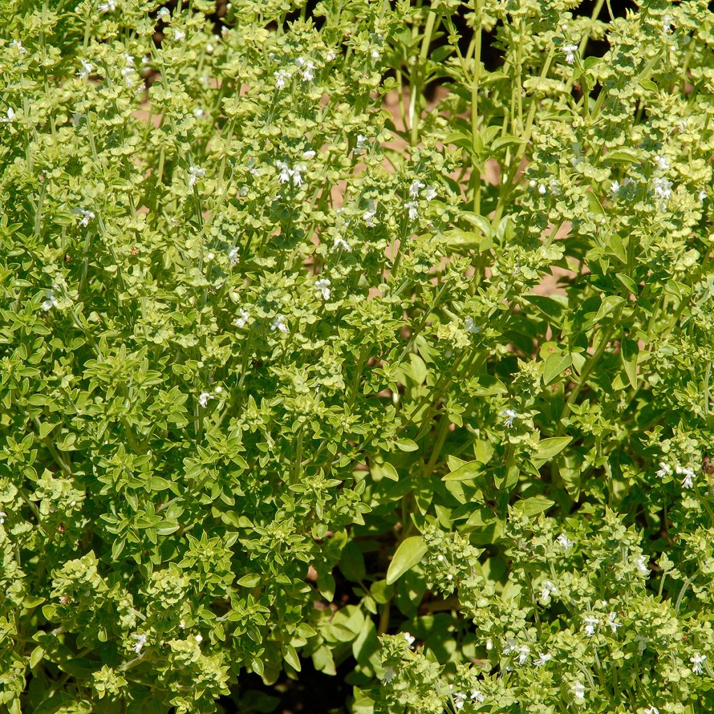 Basilico Fine verde