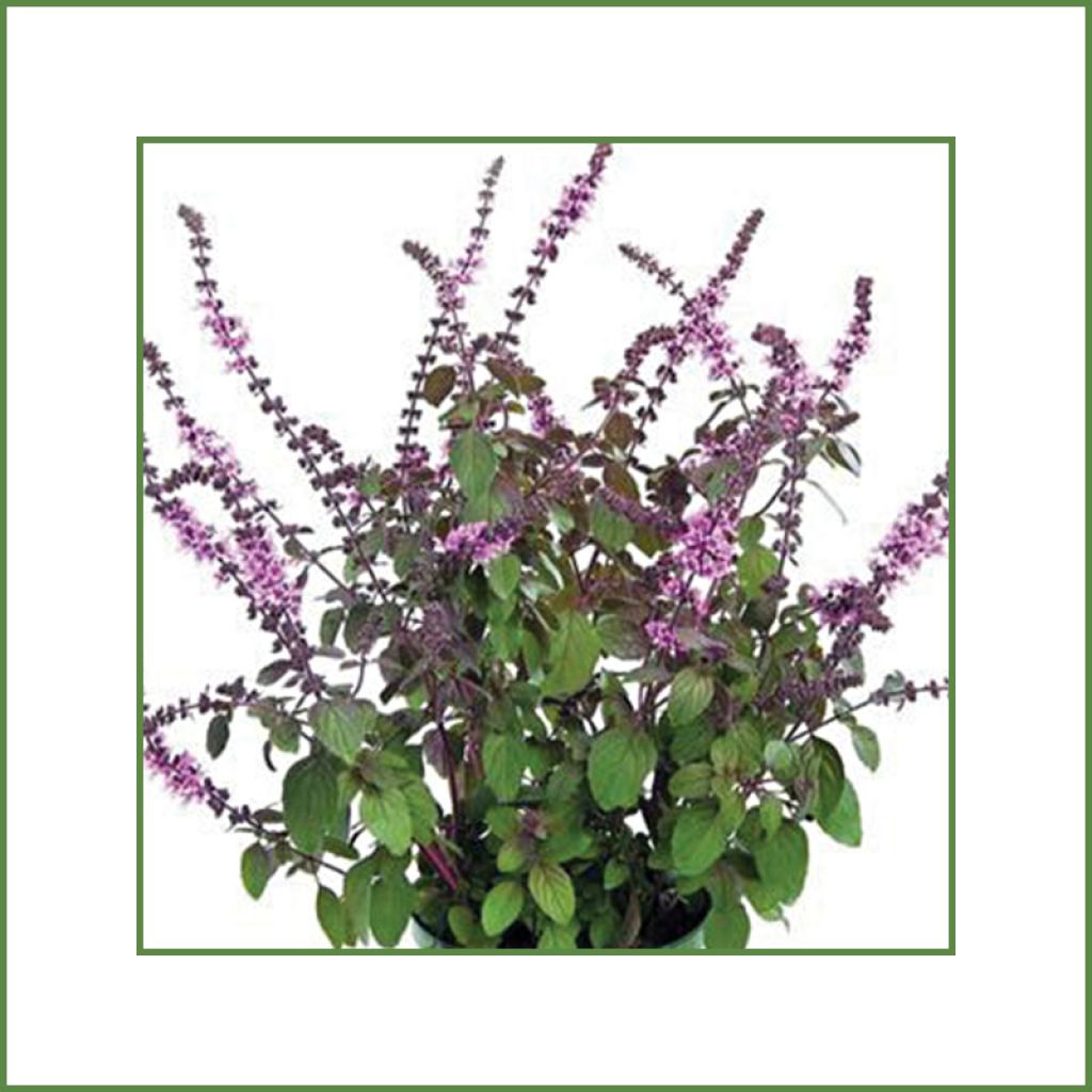 Basilico africano Magic Mountain