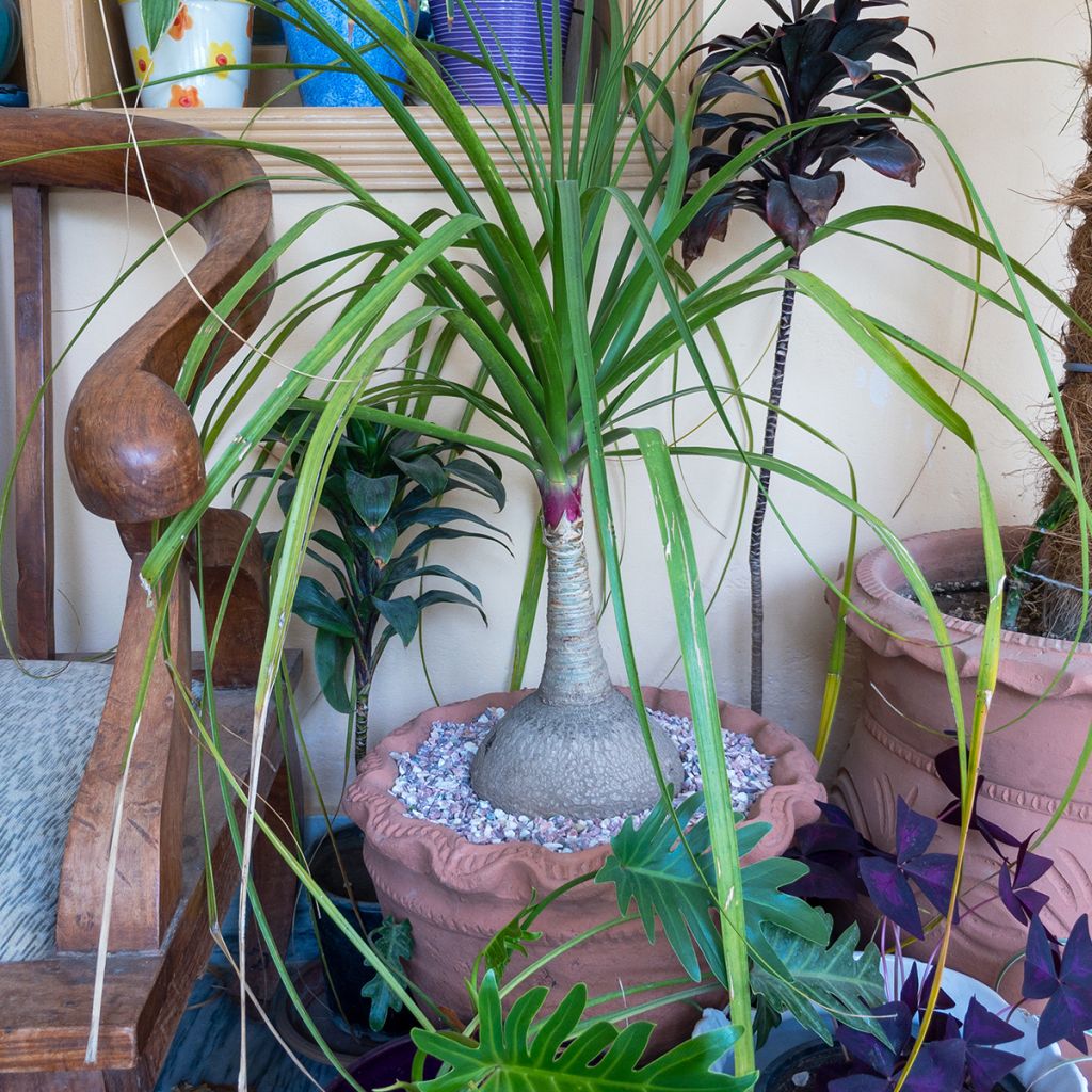 Beaucarnea recurvata - Pianta mangiafumo