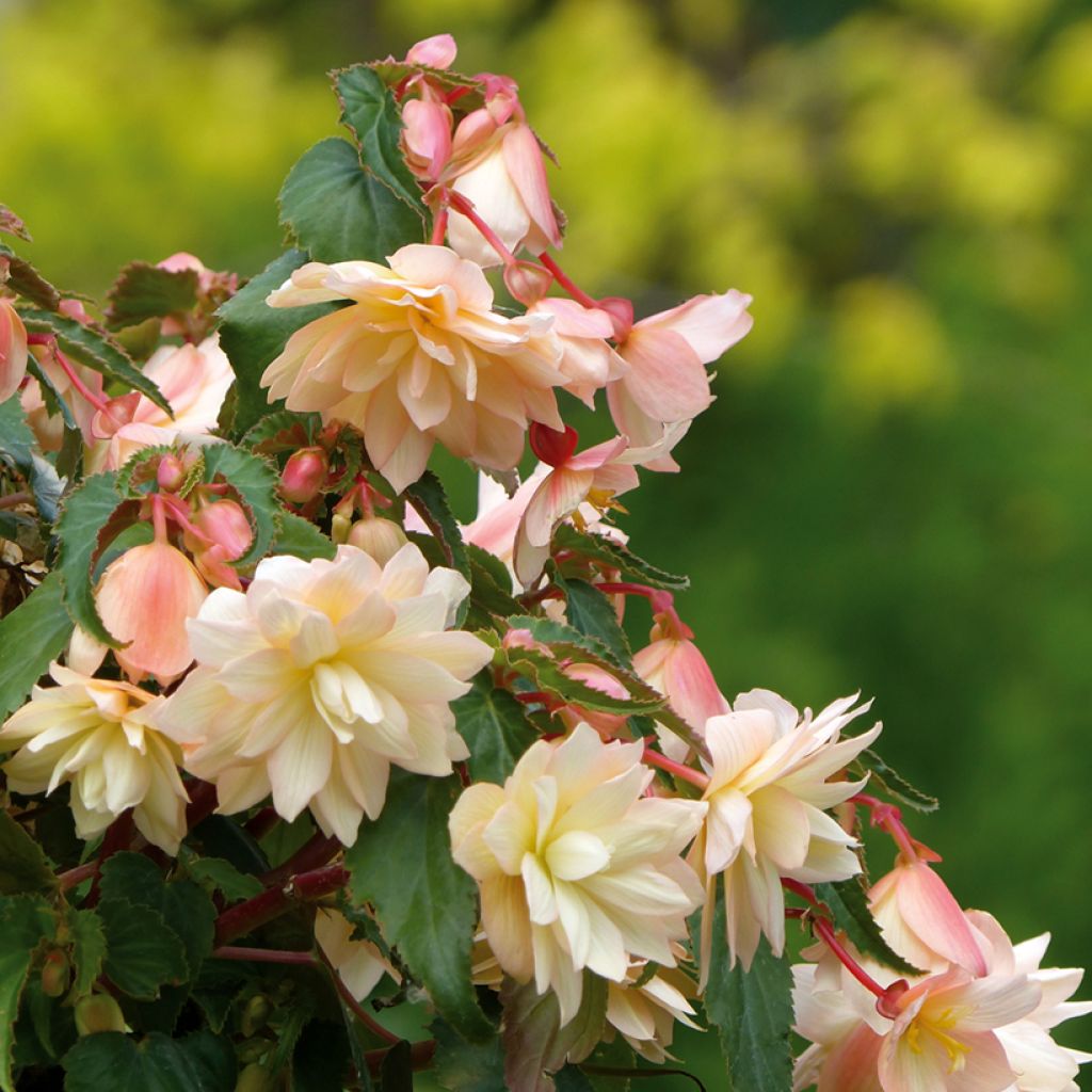 Begonia Belleconia Cream