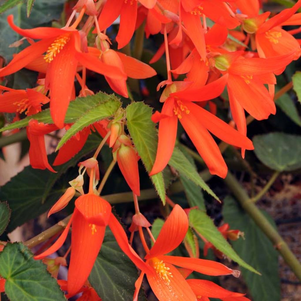 Begonia Tuberhybrida Bertini
