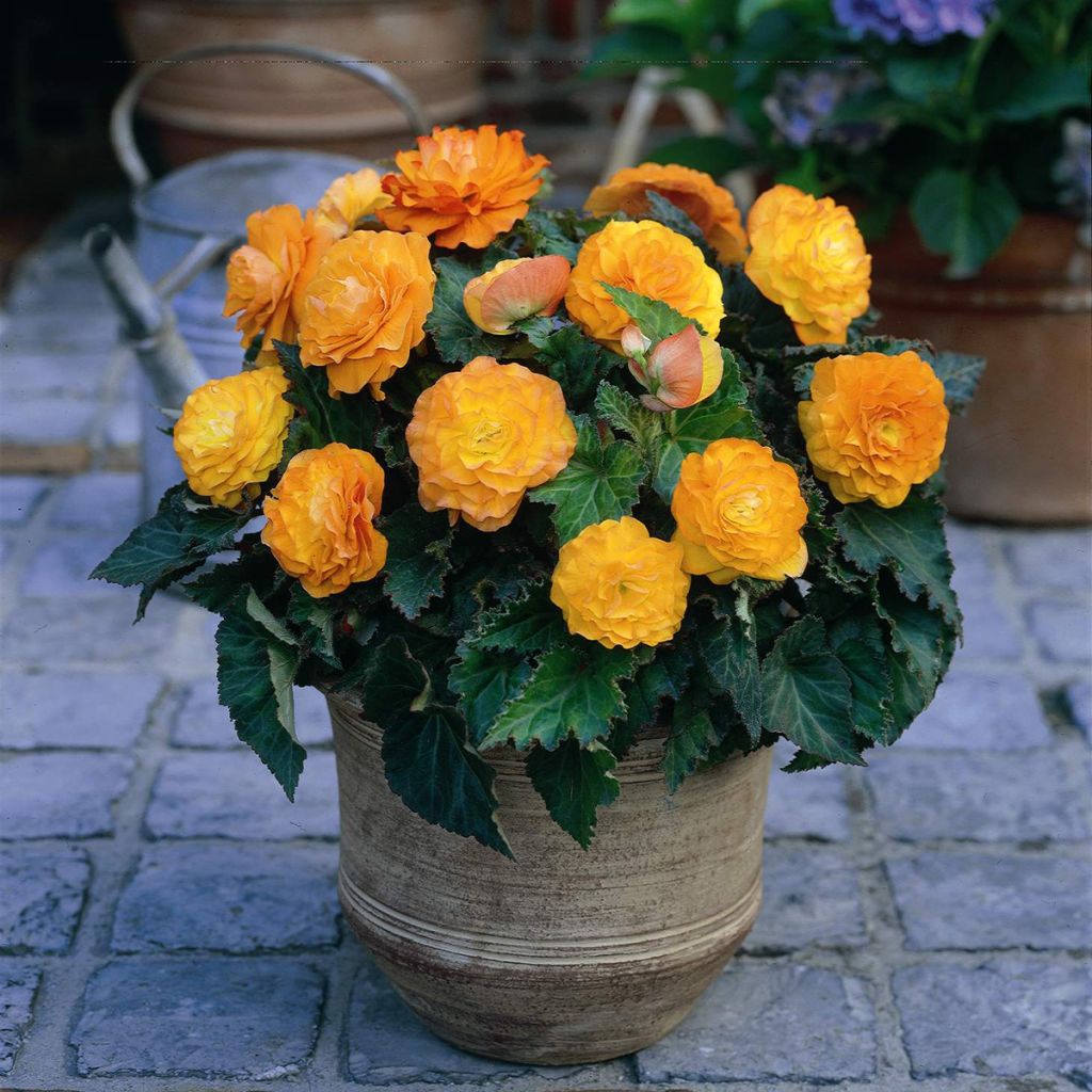Begonia Non Stop Apricot