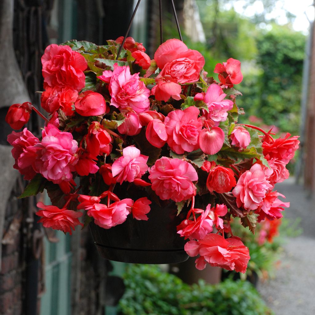 Begonia Odorata  Pink Delight