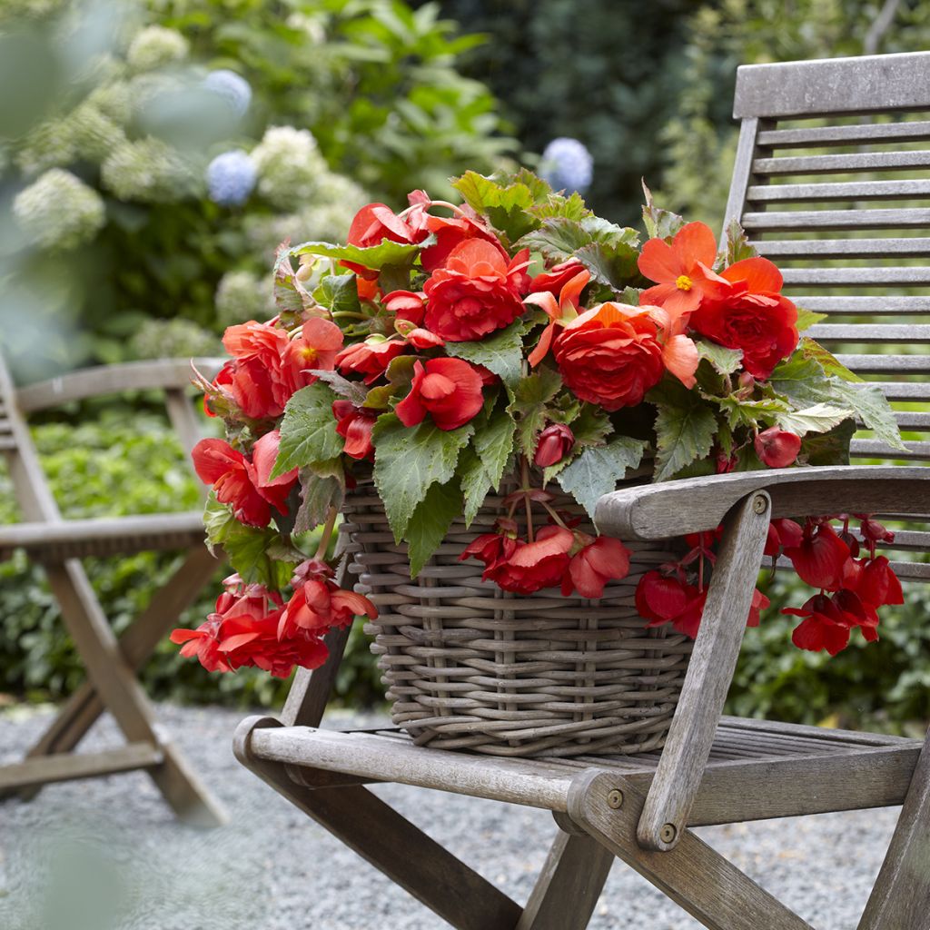 Begonia Odorata Red Glory