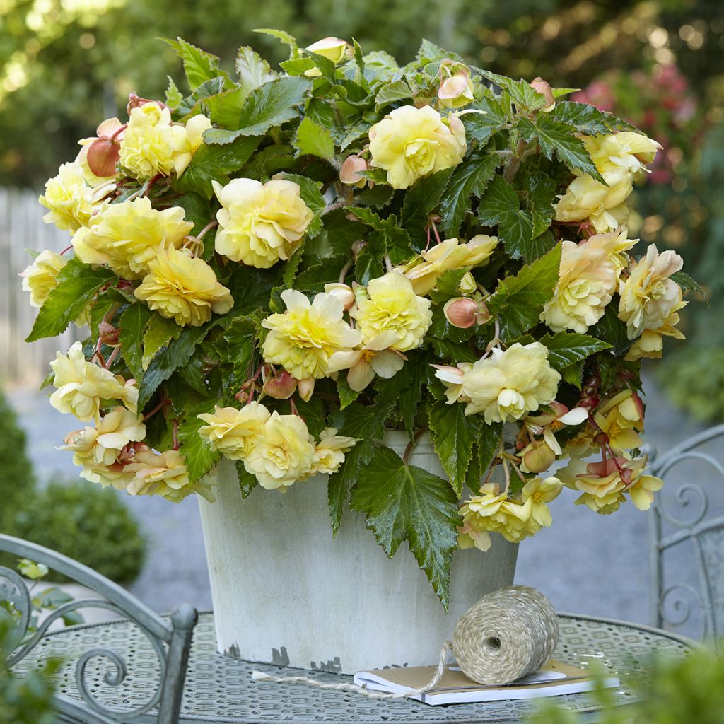 Begonia Odorata  Sunny Dream