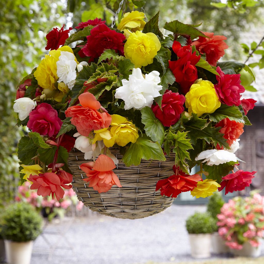 Begonia Pendula Cascade mix sei colori