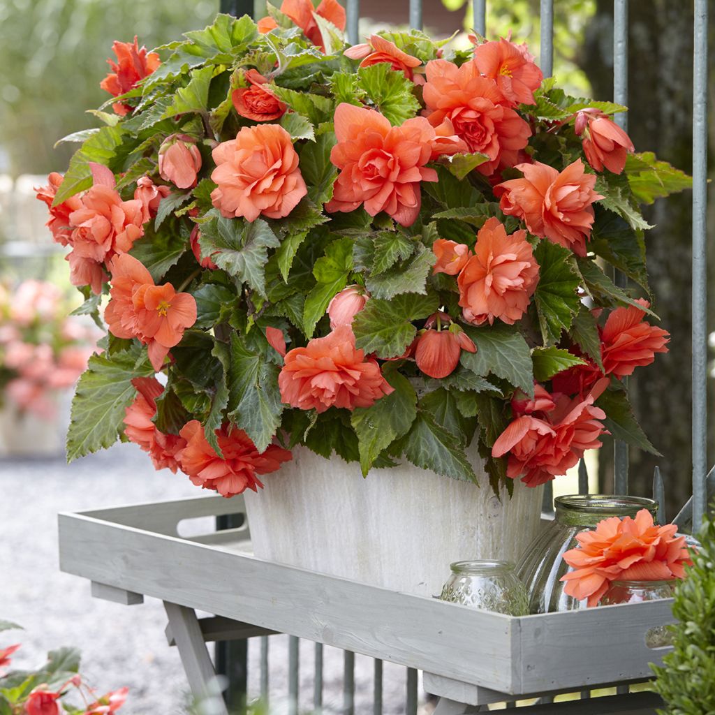 Begonia Pendula Cascade Salmon