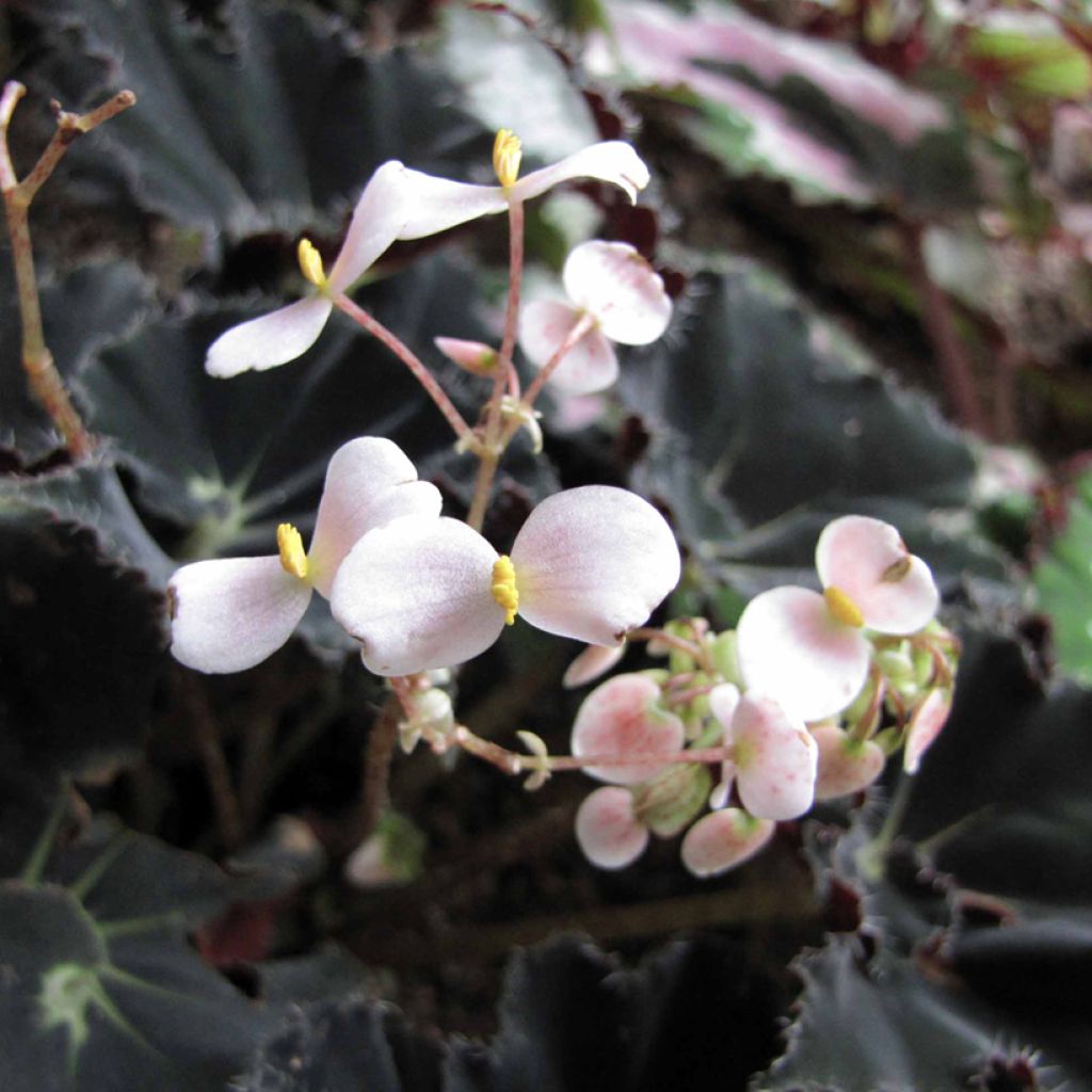 Begonia Rex Dark Mambo