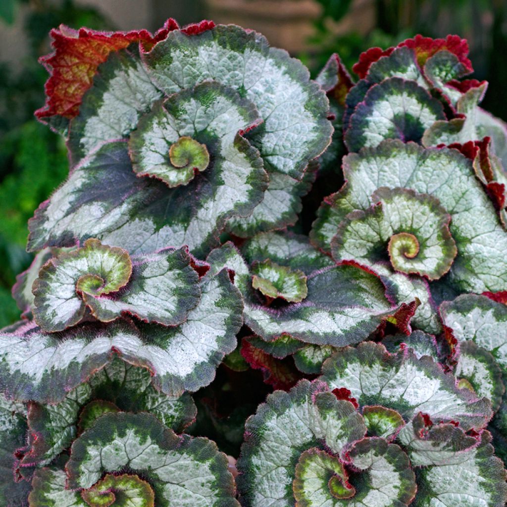Begonia Rex Escargot