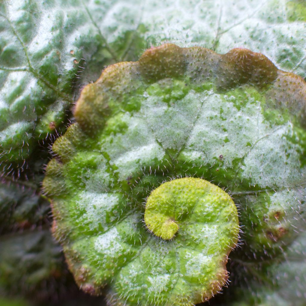 Begonia Rex Escargot