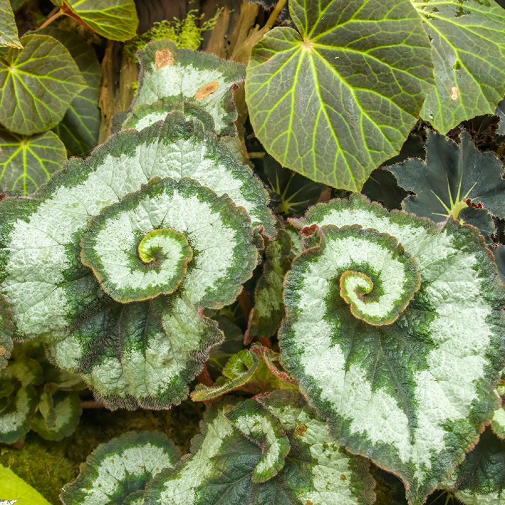 Begonia Rex Escargot