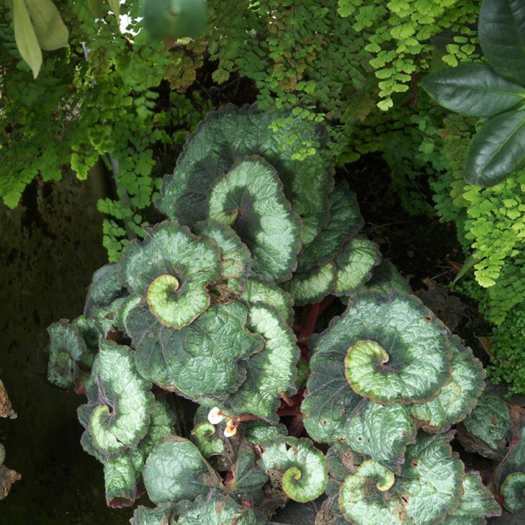 Begonia Rex Escargot