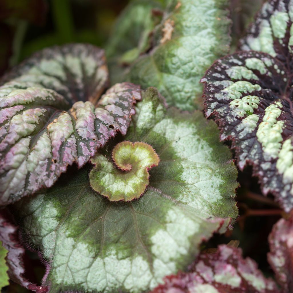 Begonia Rex Escargot