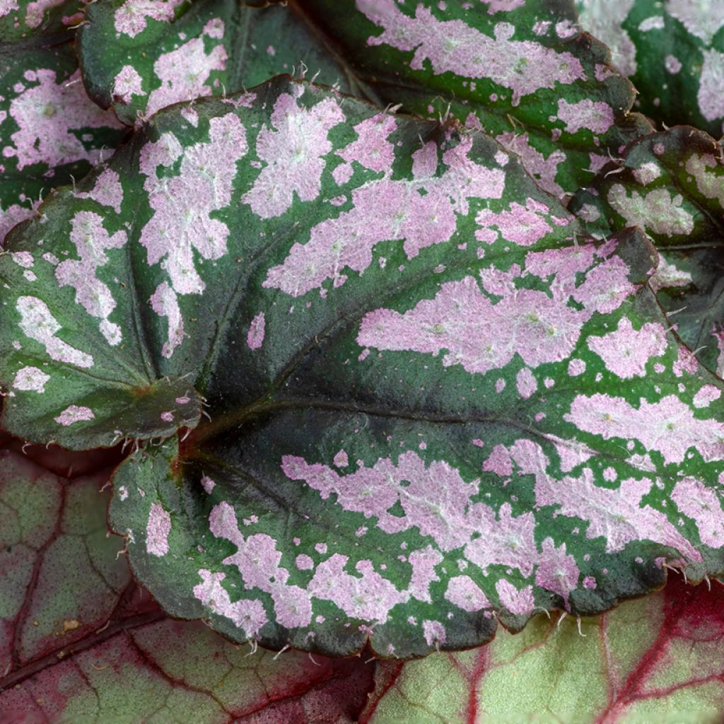 Begonia Rex Hugh McLauchlan