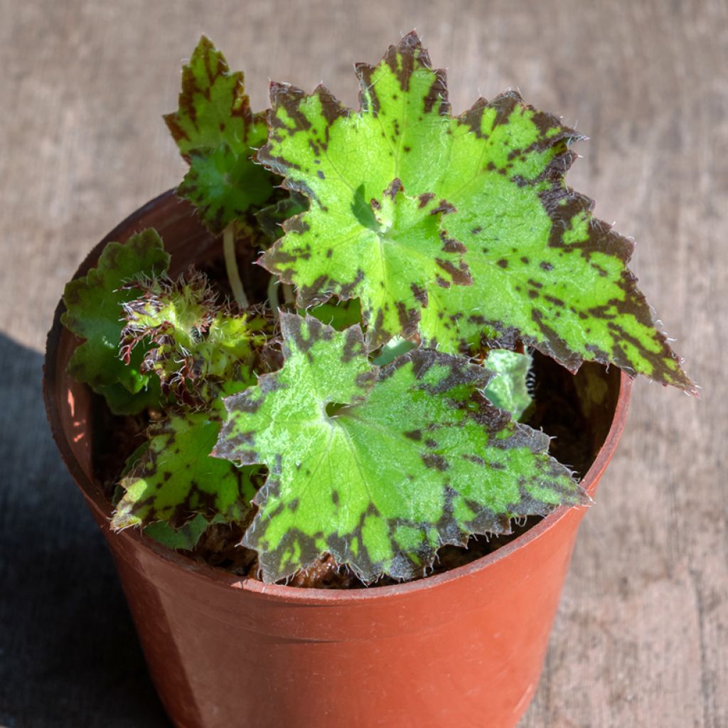 Begonia Rex Red Jive