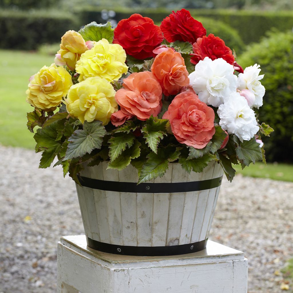 Begonia Superba mix cinque colori