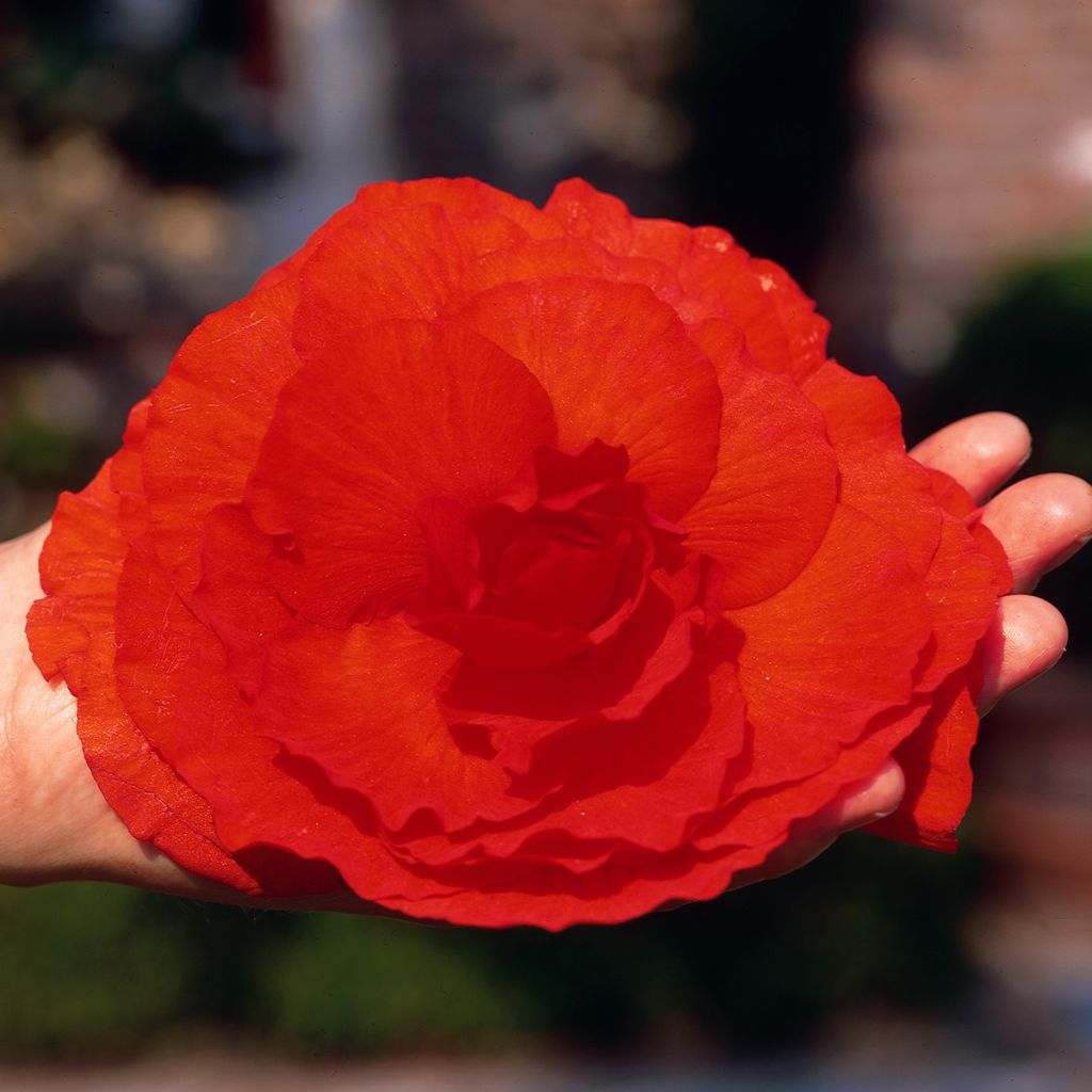 Begonia Superba Red