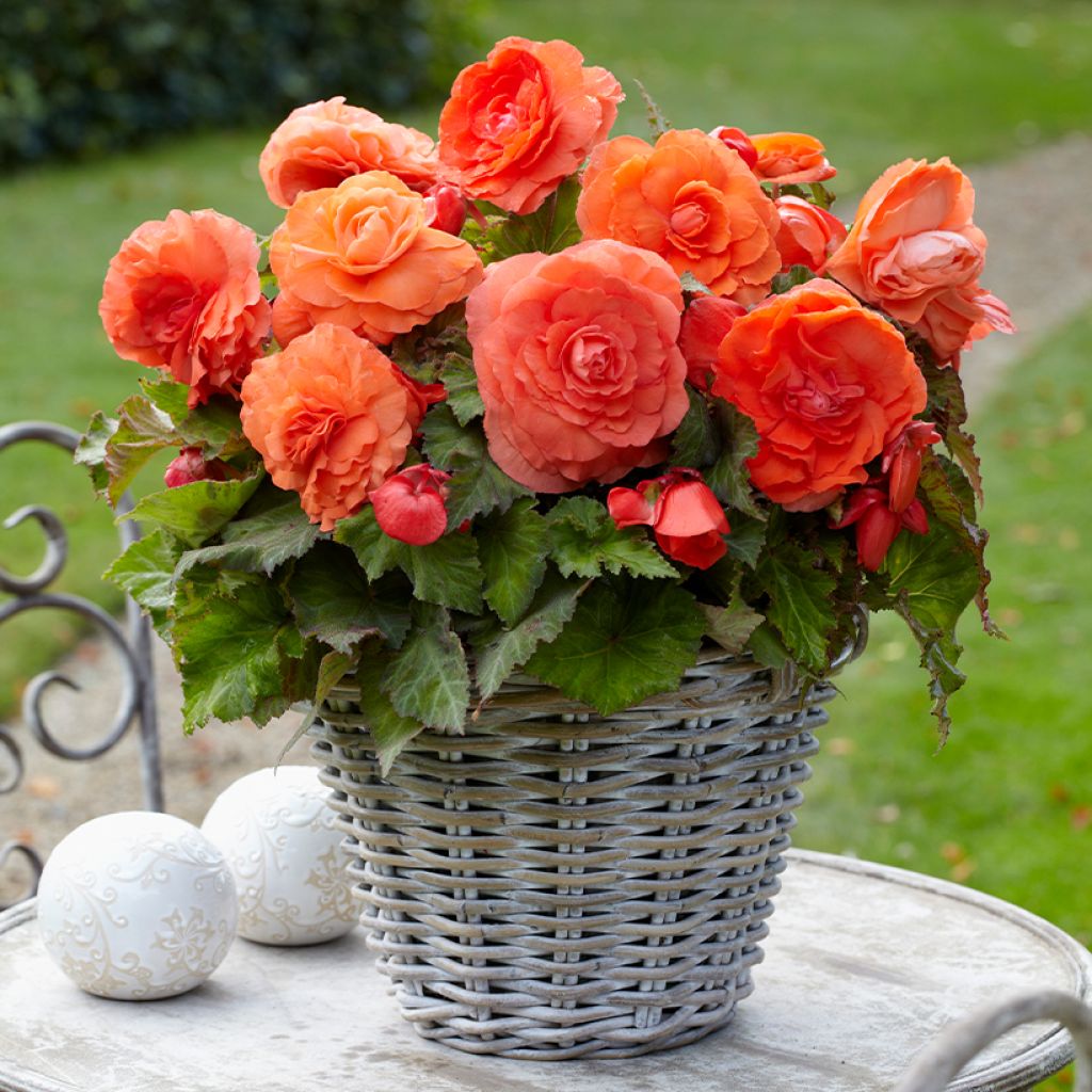 Begonia Superba Salmon