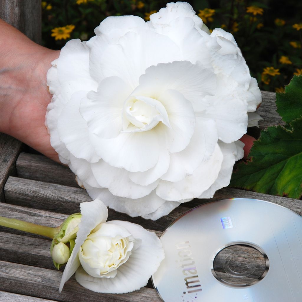 Begonia Superba White