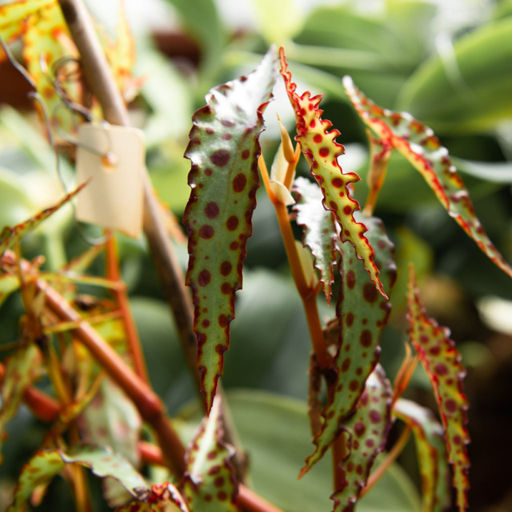 Begonia amphioxus