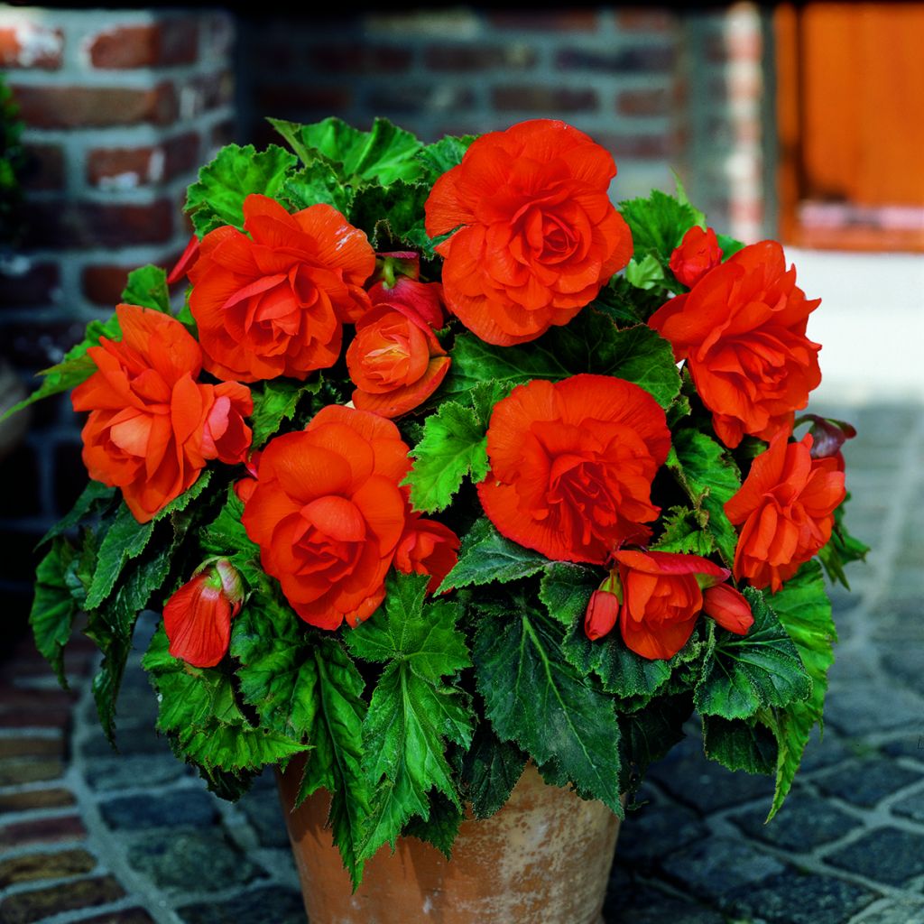 Begonia grandiflora Copper